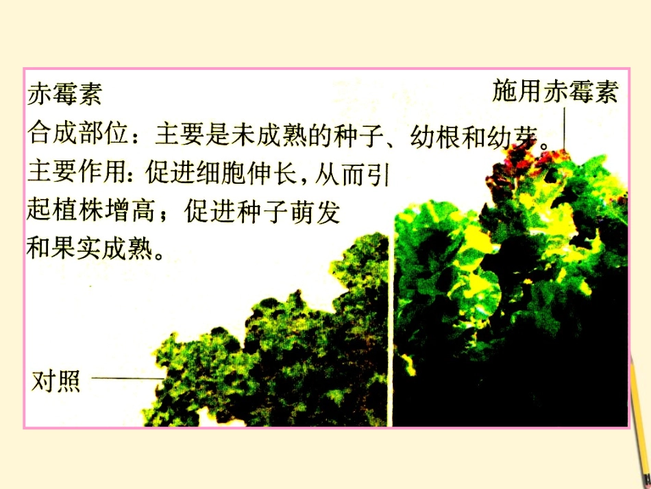 云南省弥勒县庆来中学2011-2012学年高中生物-其他植物激素-课件-新人教版必修3-_第3页
