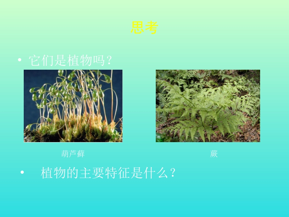 第3节植物的主要类群_第3页