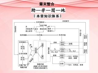 高中生物-1-章末课件-新人教版必修3