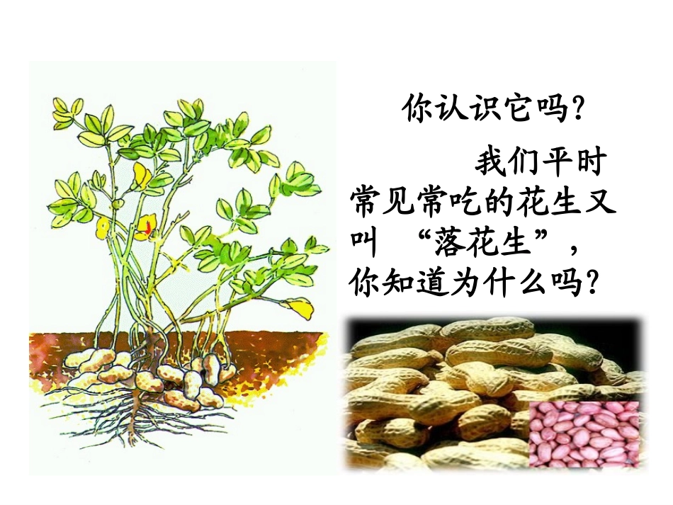 2014人教版语文五上《落花生》ppt课件_第3页