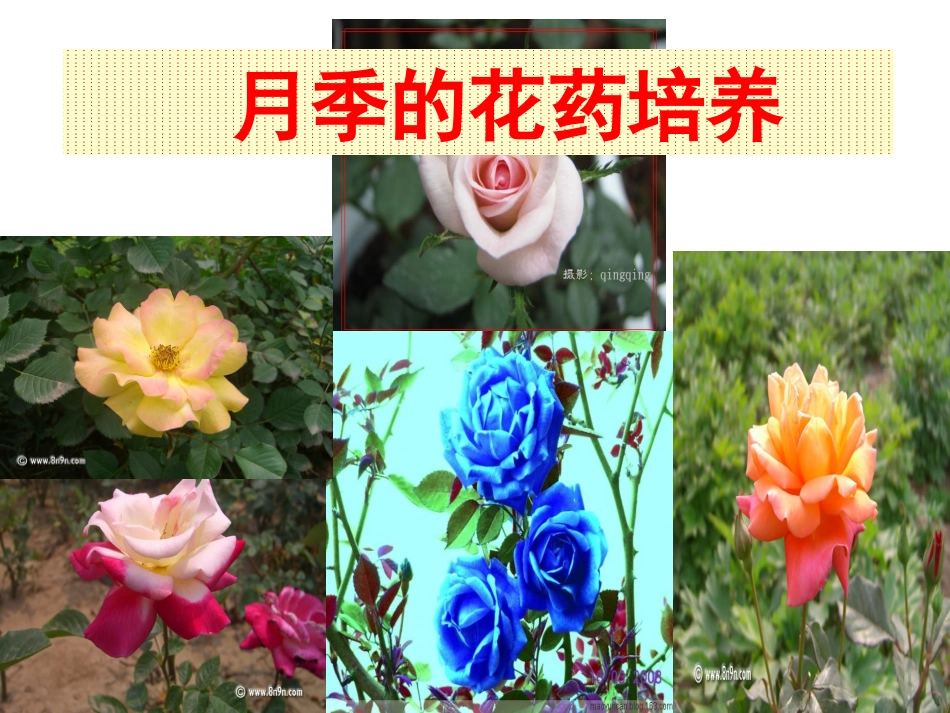 课题2-月季的花药培养_第1页
