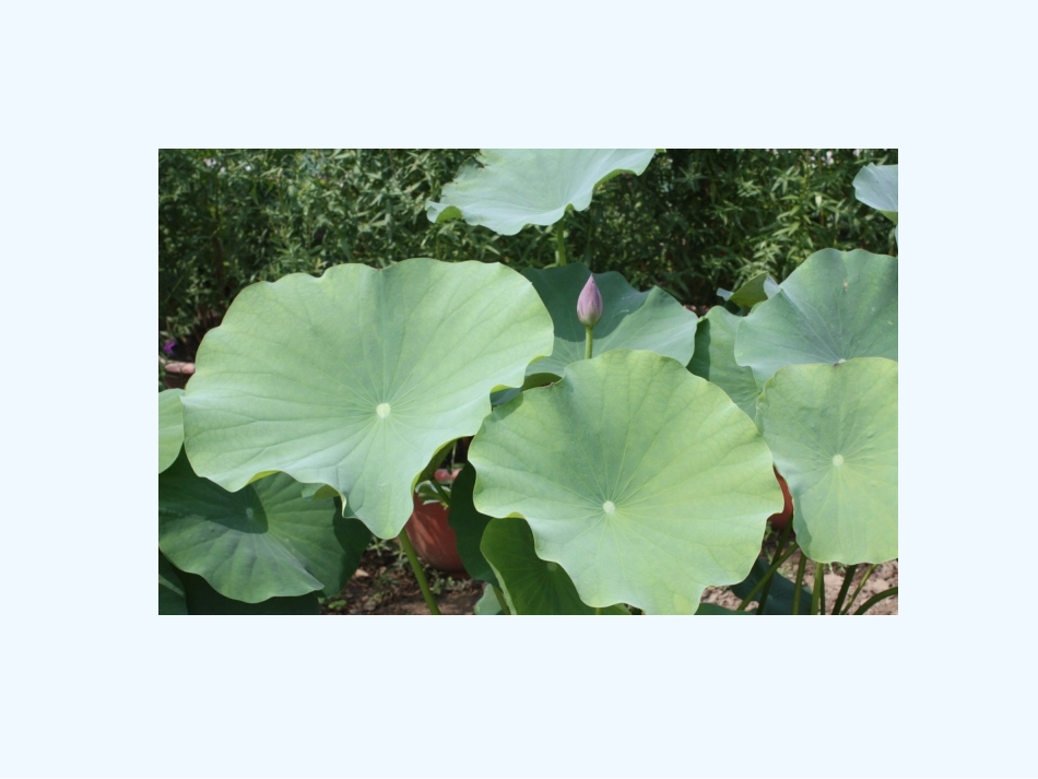 (部编)人教语文2011课标版一年级下册13、《荷叶圆圆》教学课件_第2页