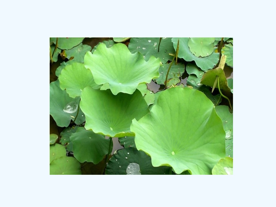 (部编)人教语文2011课标版一年级下册13、《荷叶圆圆》教学课件_第3页