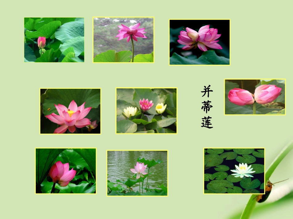 七年级语文上册-《荷叶-母亲》课件-人教新课标版_第2页