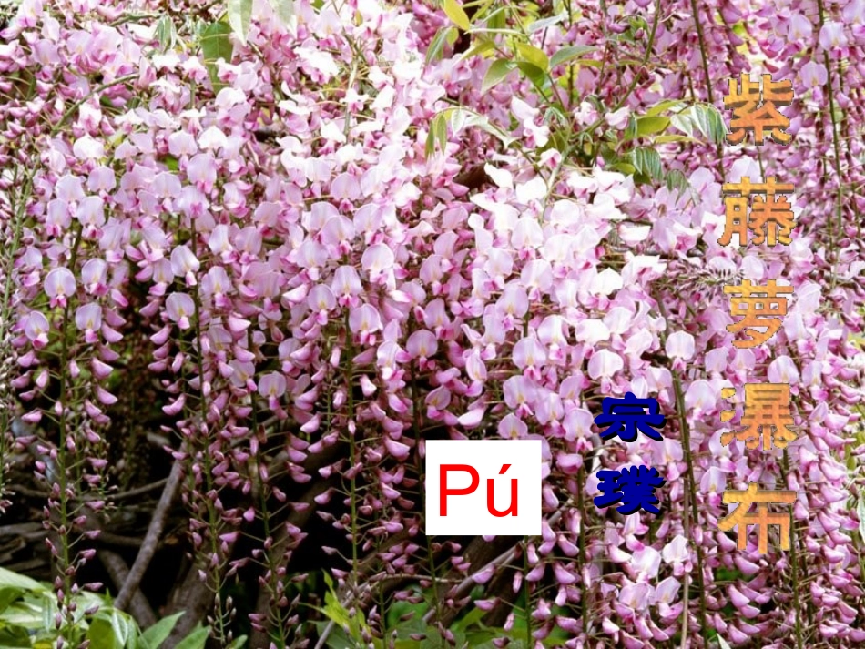 (部编)初中语文人教2011课标版七年级下册紫藤萝瀑布--(4)_第1页