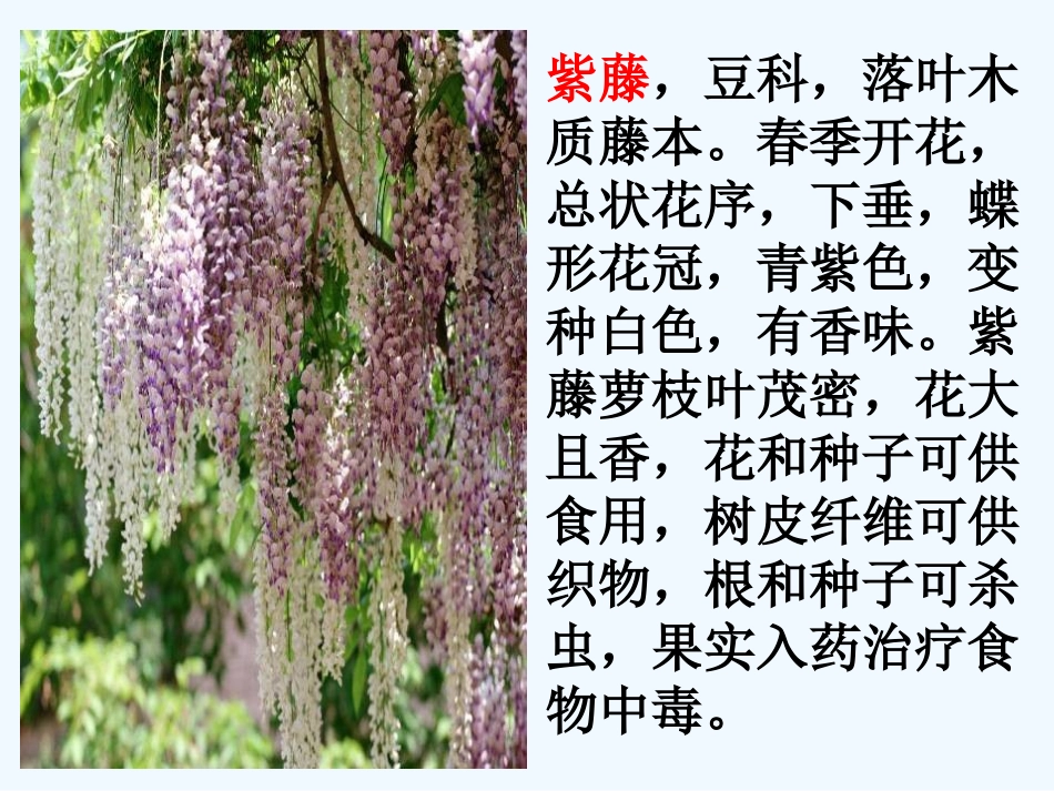 (部编)初中语文人教2011课标版七年级下册紫藤萝瀑布--(4)_第3页