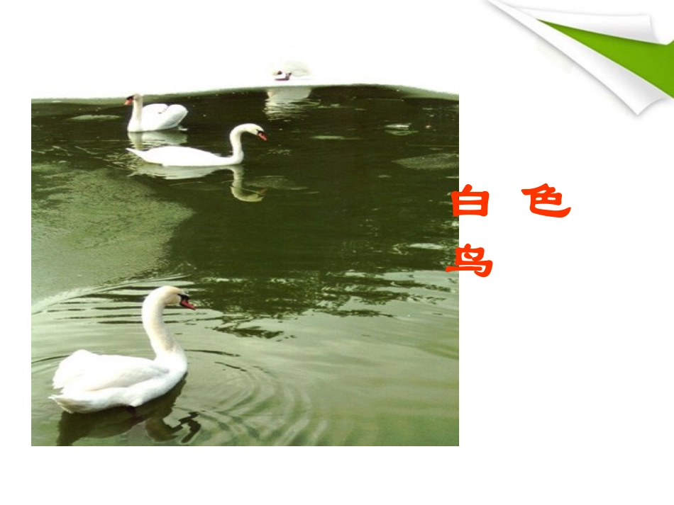 七年级语文上册《白色鸟》课件1-长春版_第1页