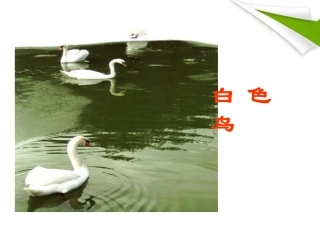 七年级语文上册《白色鸟》课件1-长春版