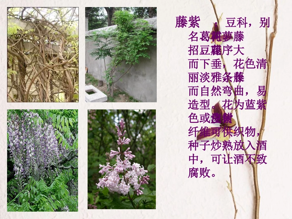 江苏省常州市西林实验学校七年级语文下册《紫藤萝瀑布》课件-苏教版_第2页