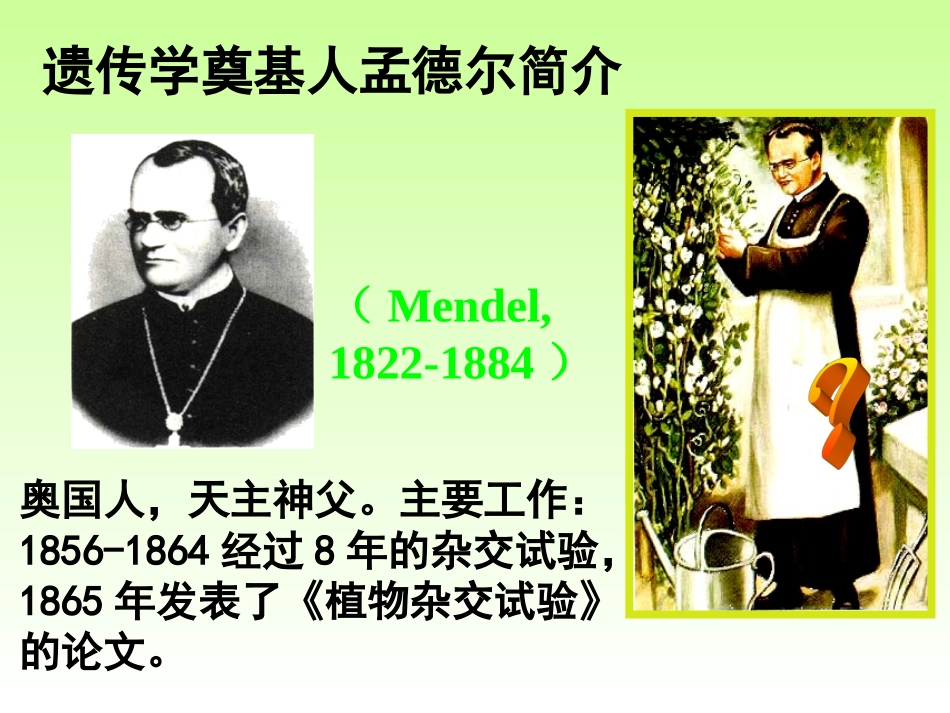 1.1《孟德尔的豌豆杂交实验》课件4_第2页