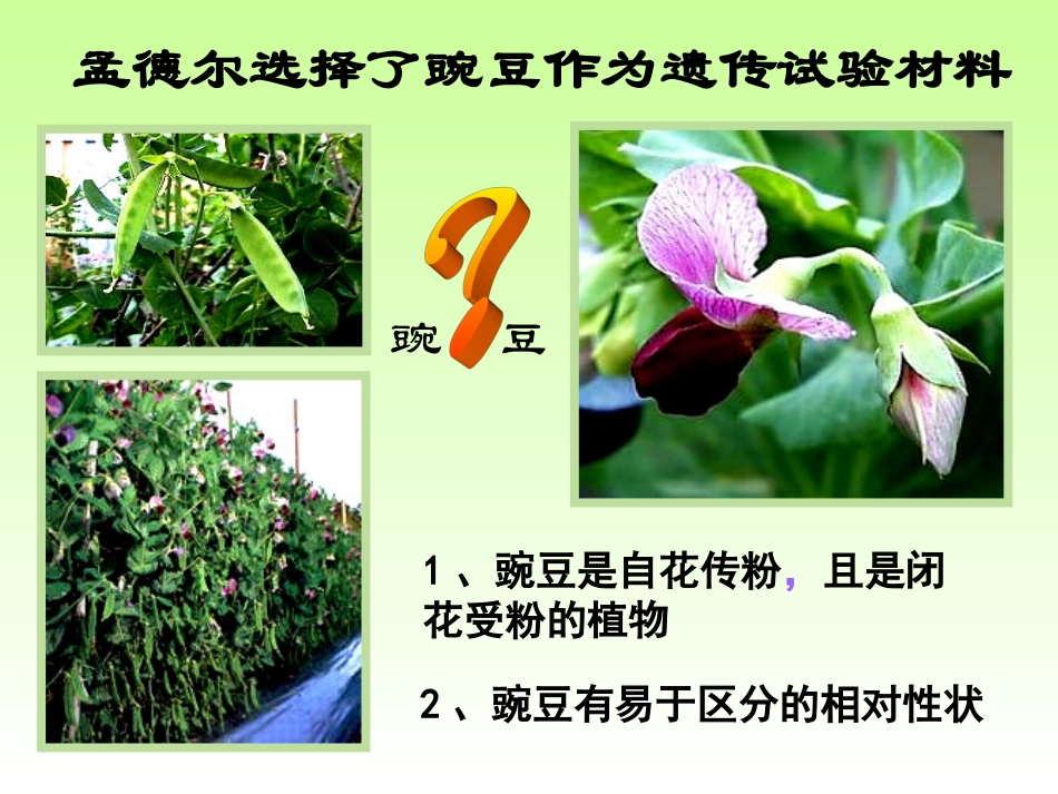 1.1《孟德尔的豌豆杂交实验》课件4_第3页
