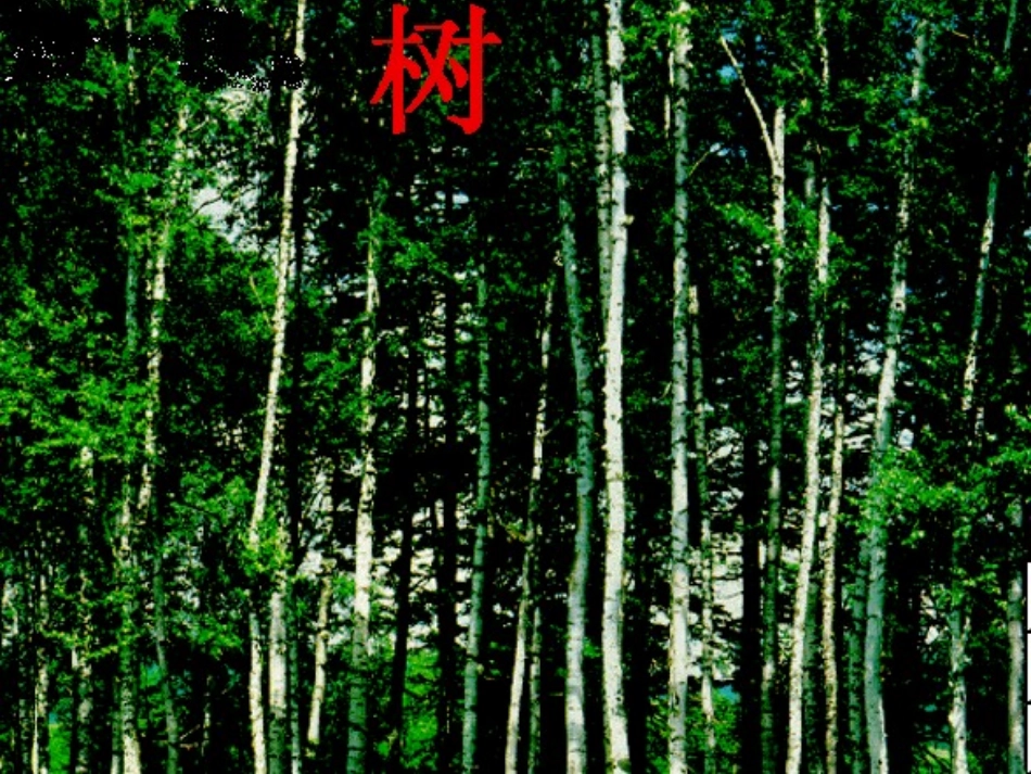 美丽的小兴安岭PPT课件_第2页