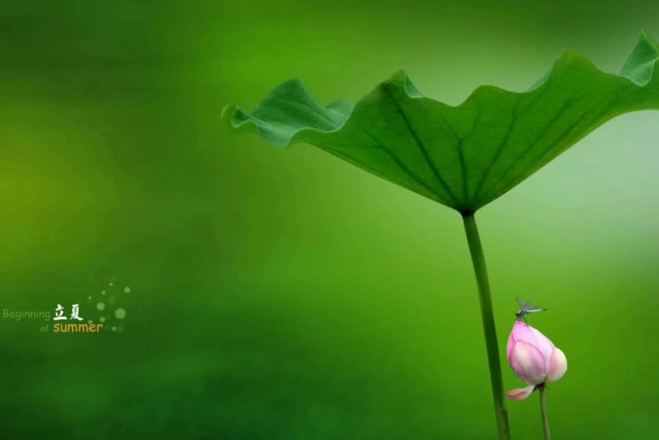 爱莲说-(3)_第1页