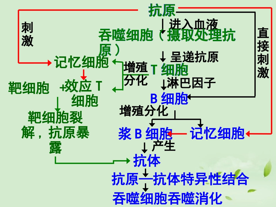 高中生物-《免疫调节》(3)课件-新人教版_第3页