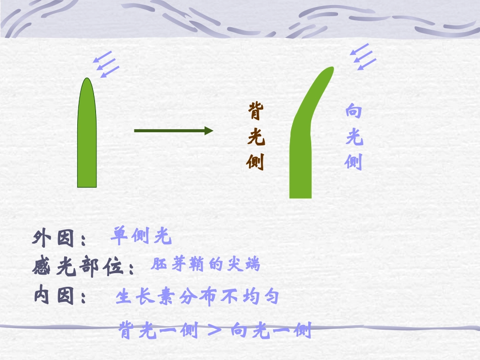 高中生物-3.2《生长素的生理作用》课件1-新人教版必修3_第2页
