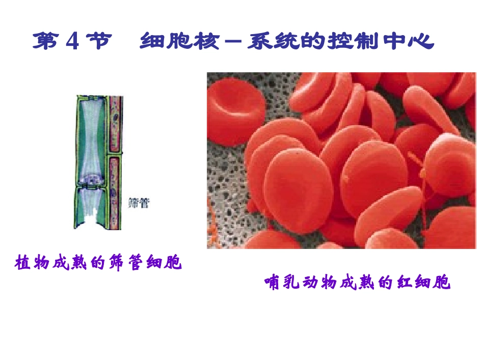 高中生物：-24-细胞核(课件)浙科版必修1_第2页