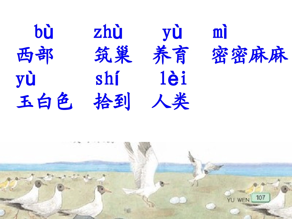 18.鸟岛ppt_第3页