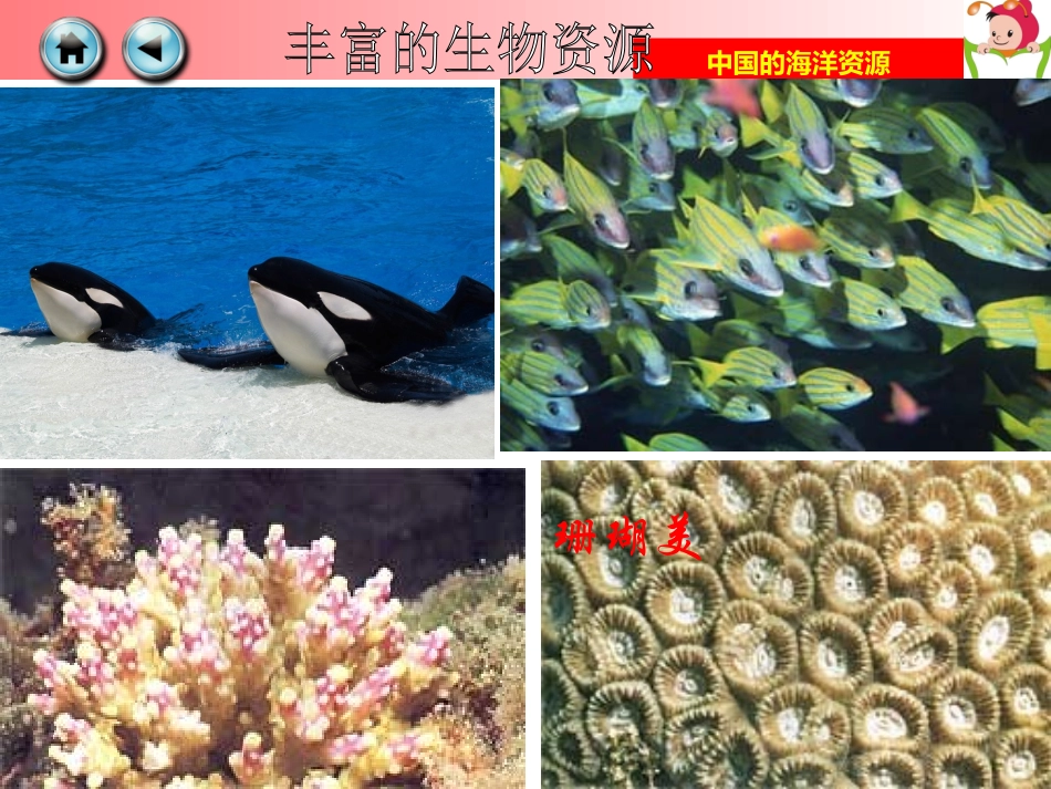 第四节中国的海洋资源_第2页