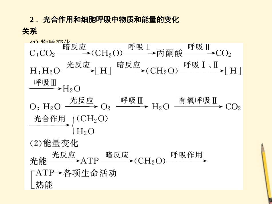 2012届高考生物二轮专题复习-光合作用与呼吸作用课件_第3页