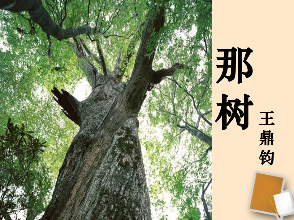 浙江省宁波市北仑区江南中学九年级语文《那树》课件_第1页