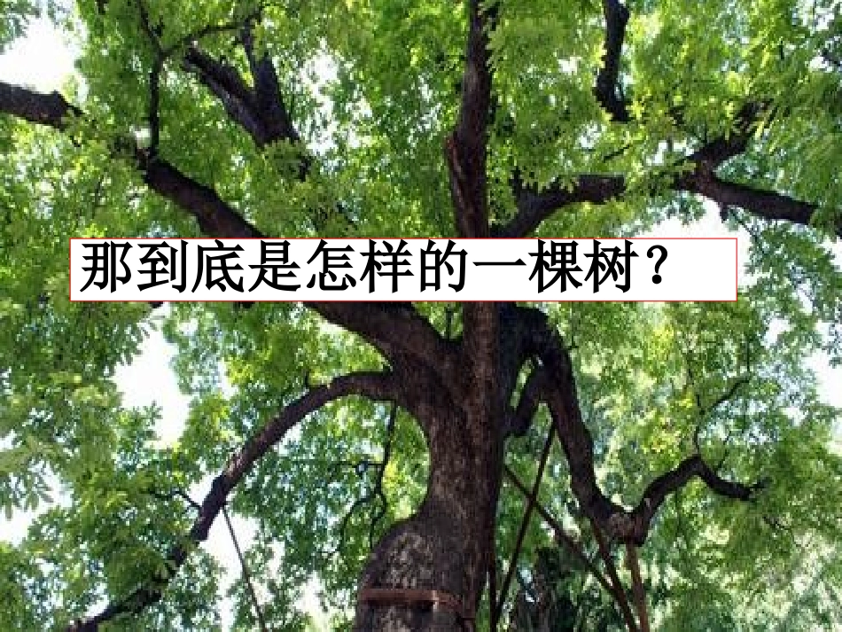 浙江省宁波市北仑区江南中学九年级语文《那树》课件_第2页