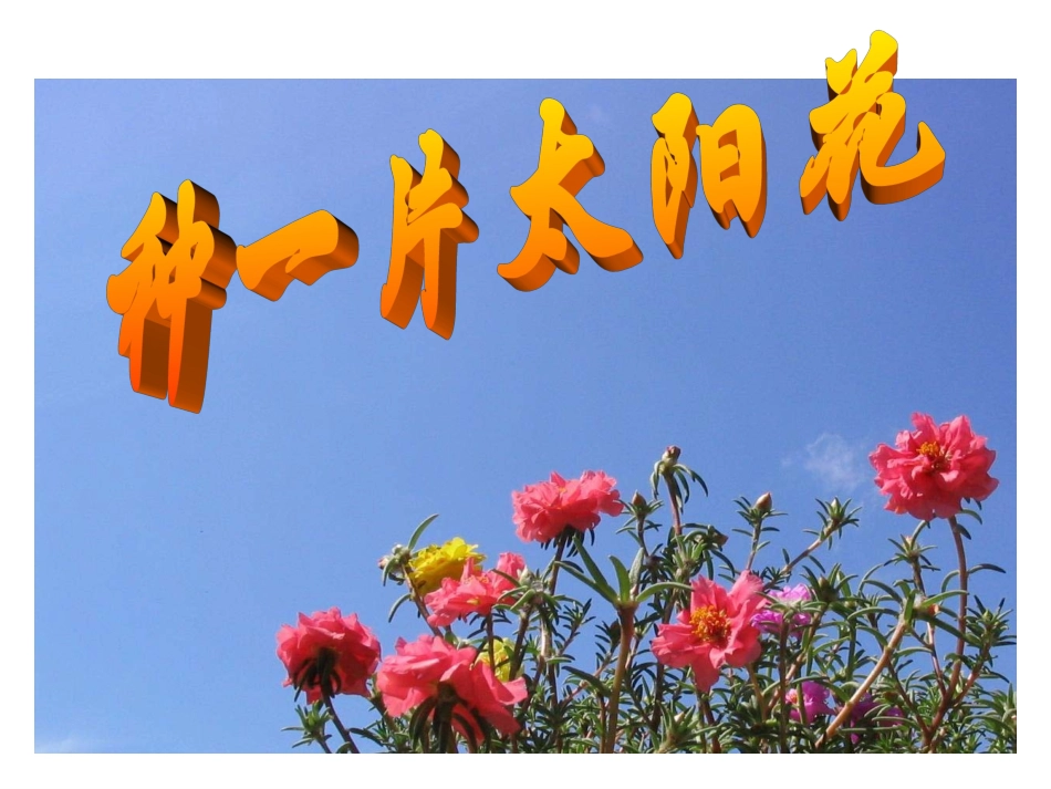 种下一片太阳花_第1页