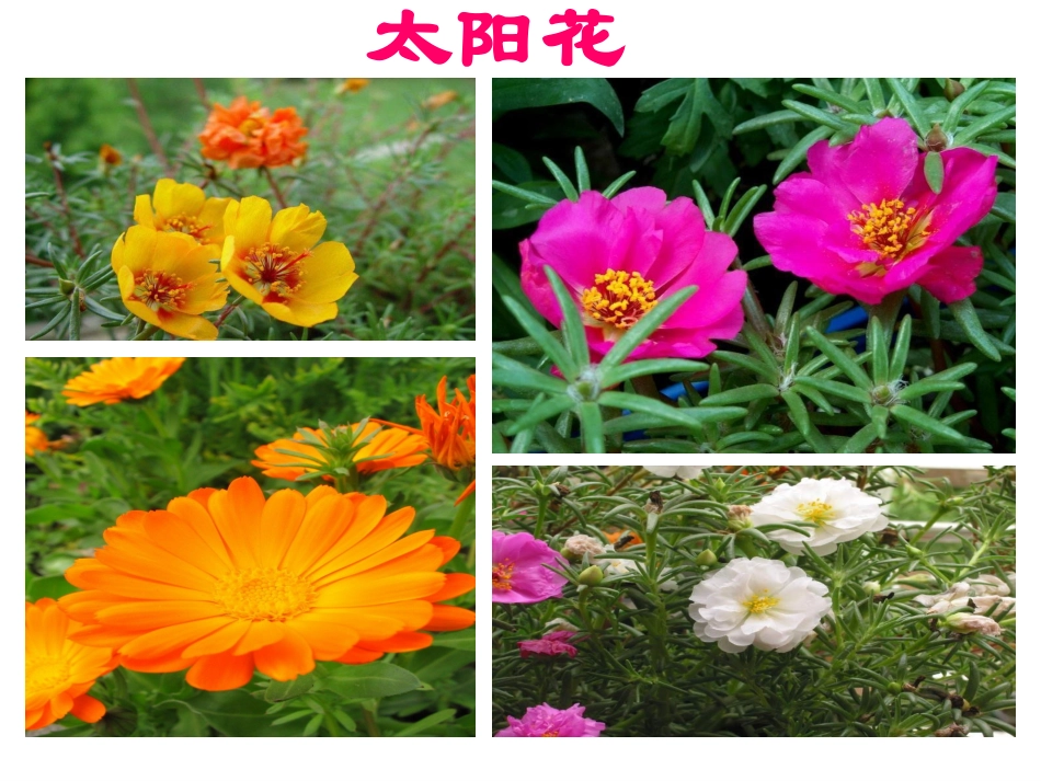 种下一片太阳花_第2页