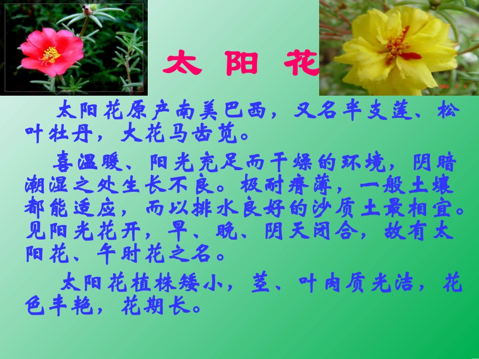 种下一片太阳花_第3页