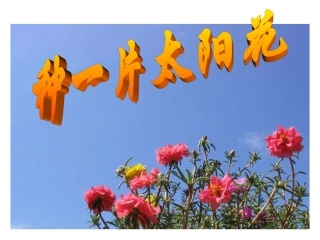 种下一片太阳花