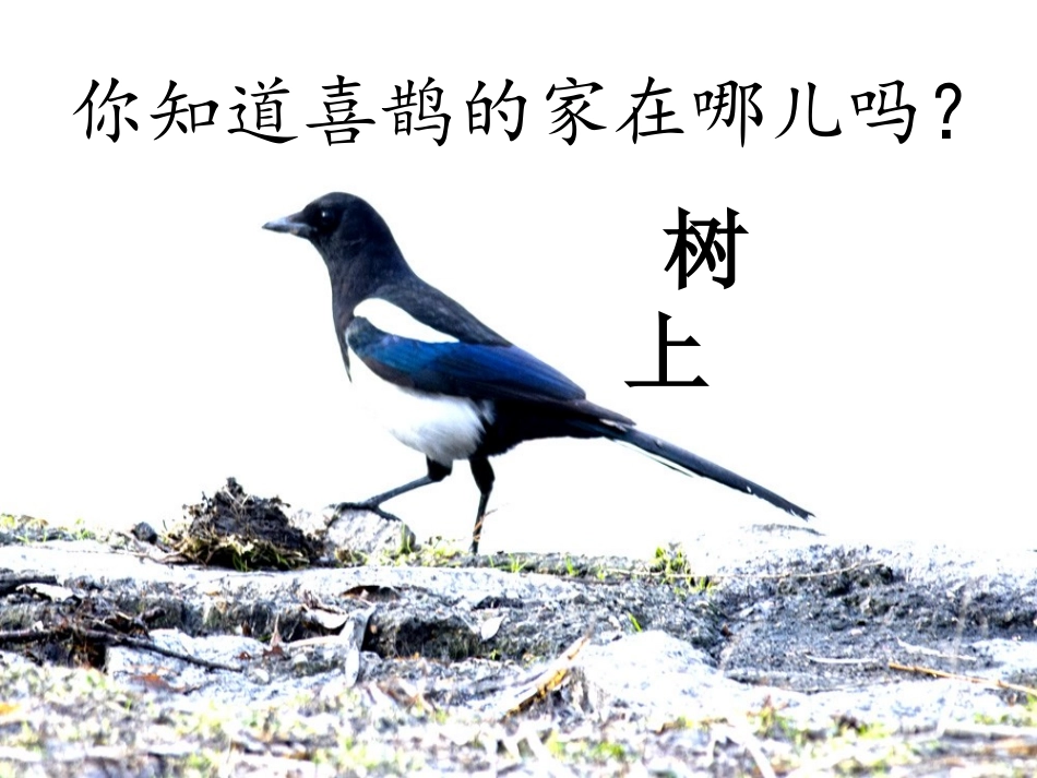 课文-6-树和喜鹊_第2页