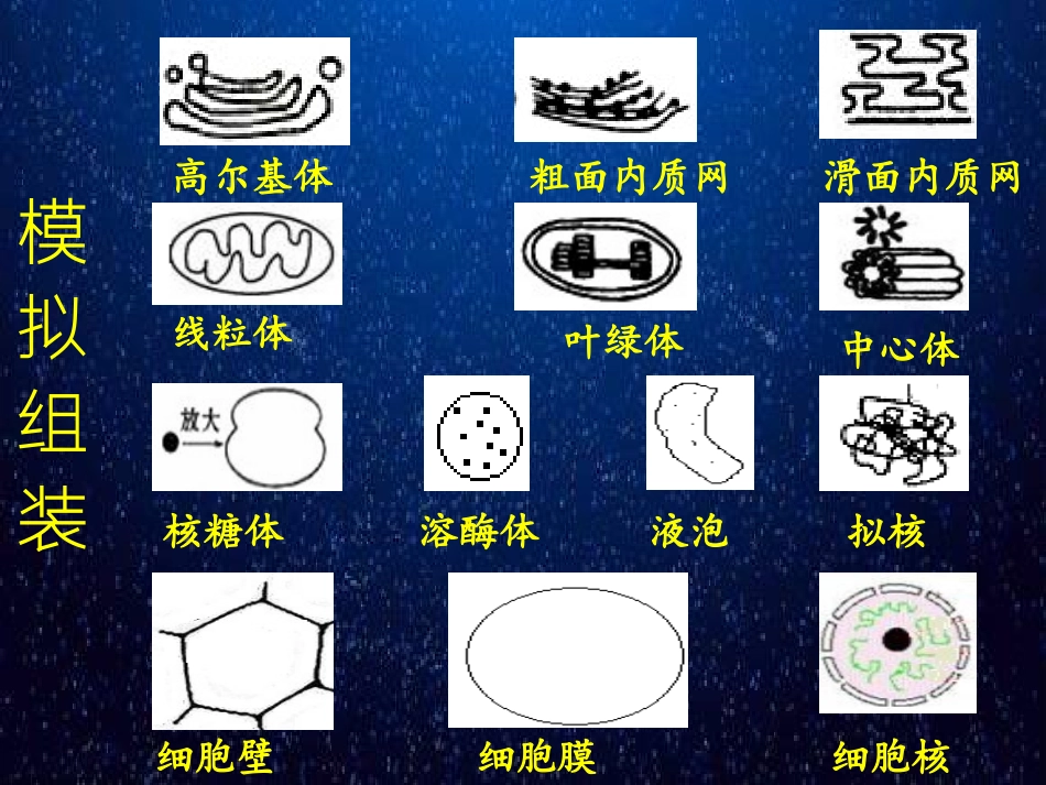 科学前沿组装细胞-(6)_第3页