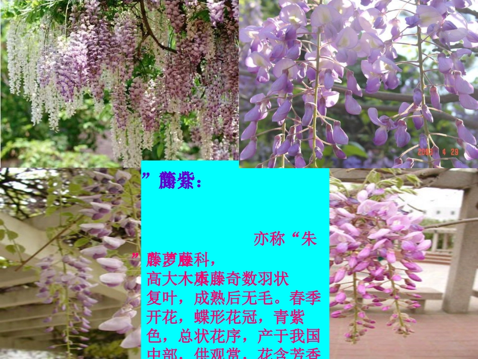 紫藤萝瀑布PPT_第3页