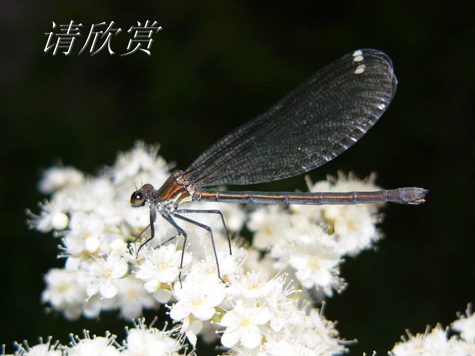 10草虫的村落_第1页