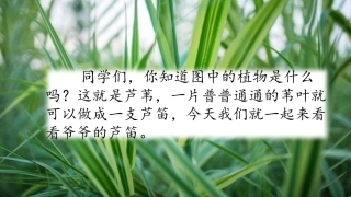 4爷爷的芦笛