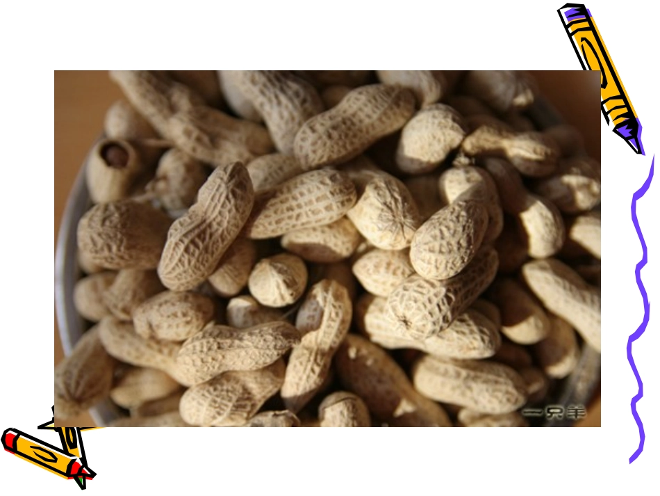 落花生ppt_第2页