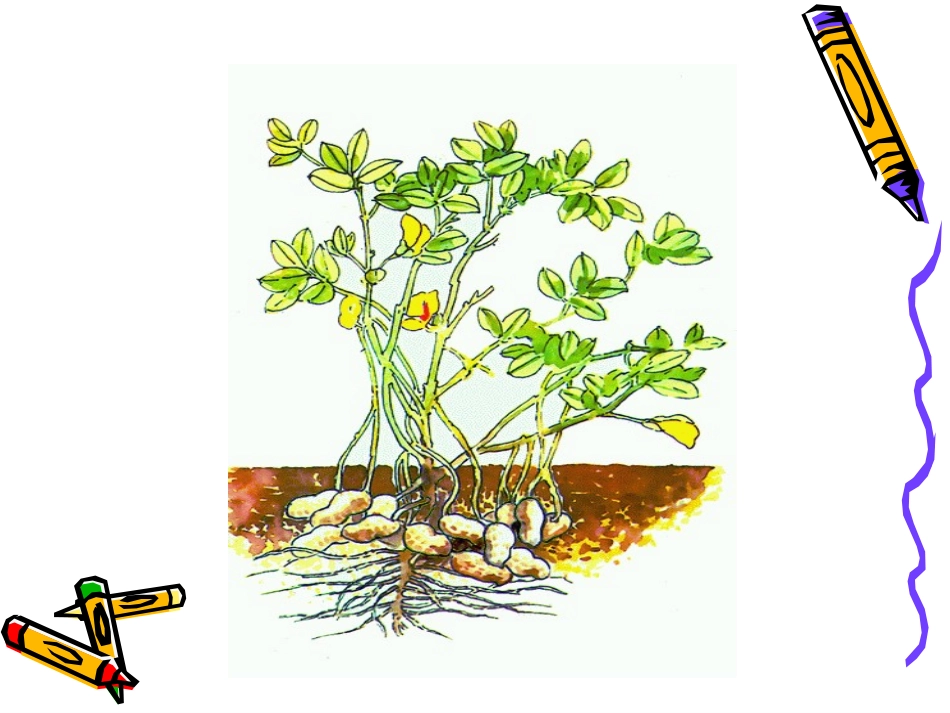 落花生ppt_第3页