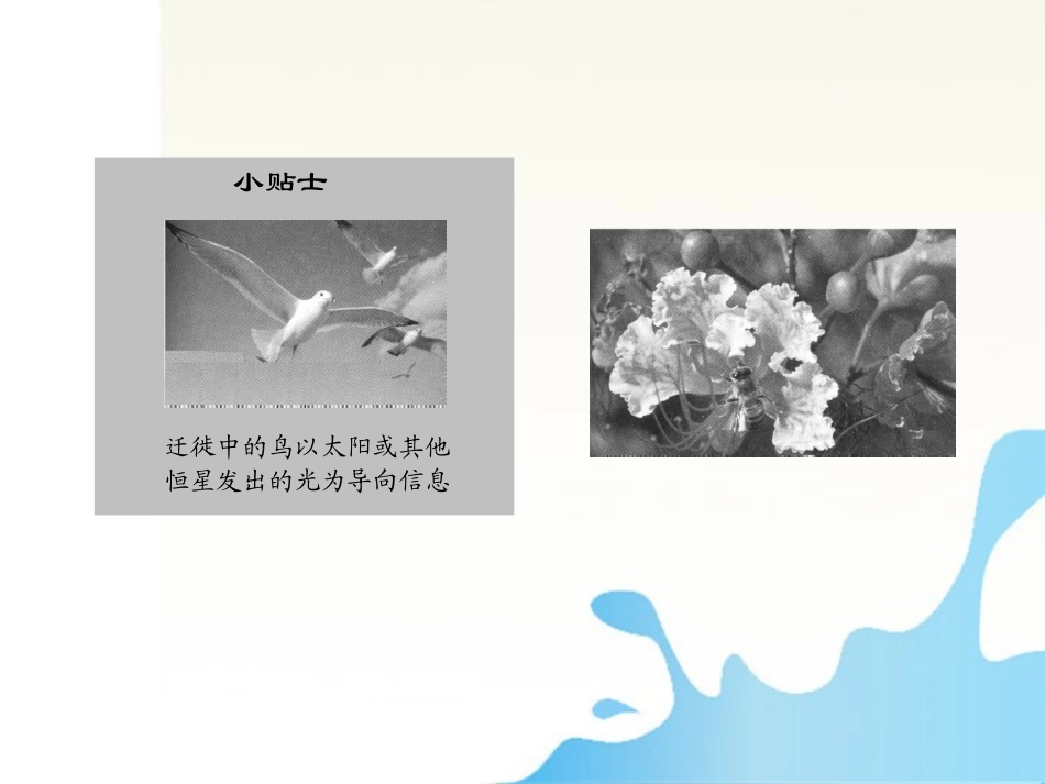 2012届高考生物-第5讲-生态系统中的信息传递和稳态的维持总复习课件11-必修3_第2页