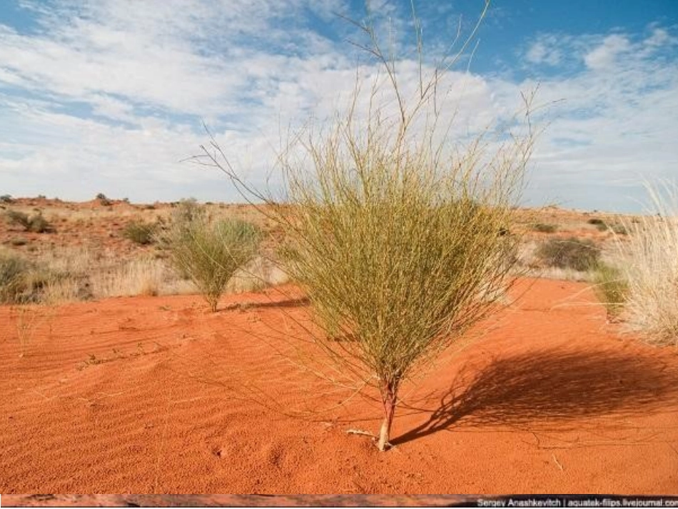 第四节澳大利亚_第2页