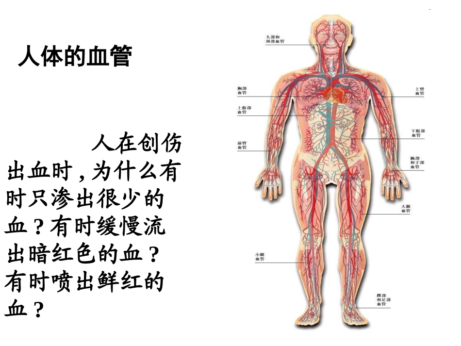 第二节血流的管道——血管_第2页