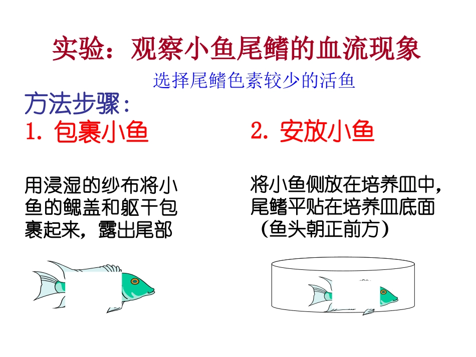 第二节血流的管道——血管_第3页