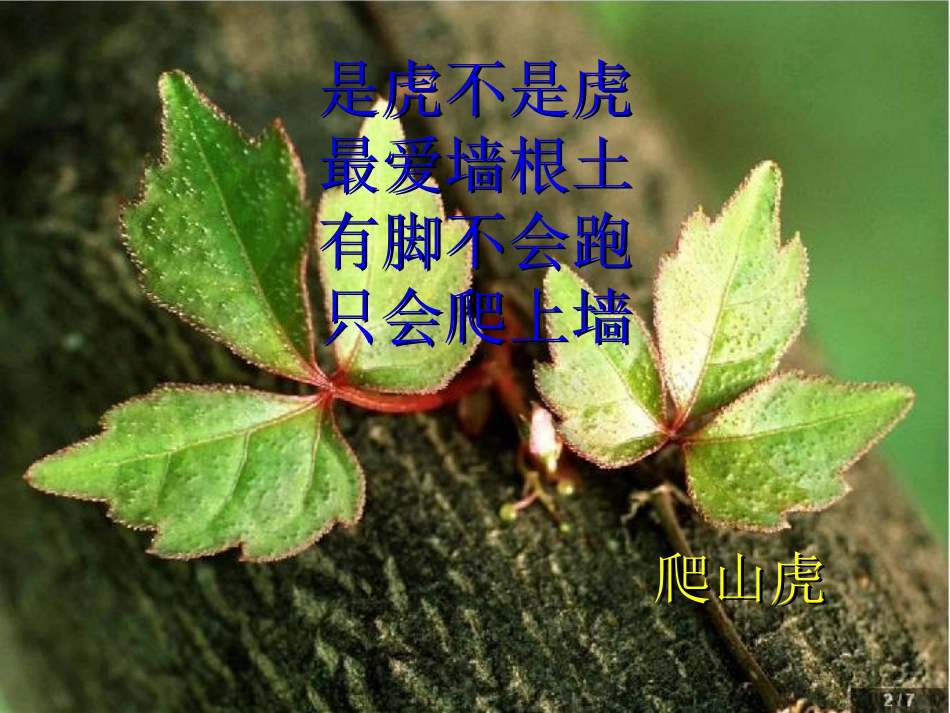 18送你一片绿荫_第1页