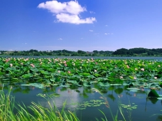 (部编)人教语文2011课标版一年级下册《古诗两首--池上》