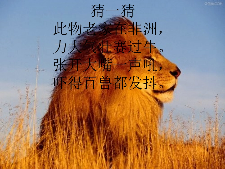 27、两只小狮子ppt_第1页