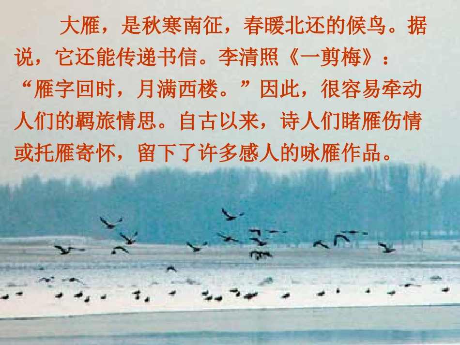 2012年6月八年级语文下册-大雁归来2课件-人教新课标版_第2页
