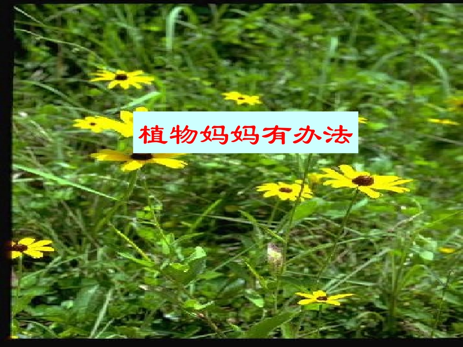 植物妈妈有办法_第1页