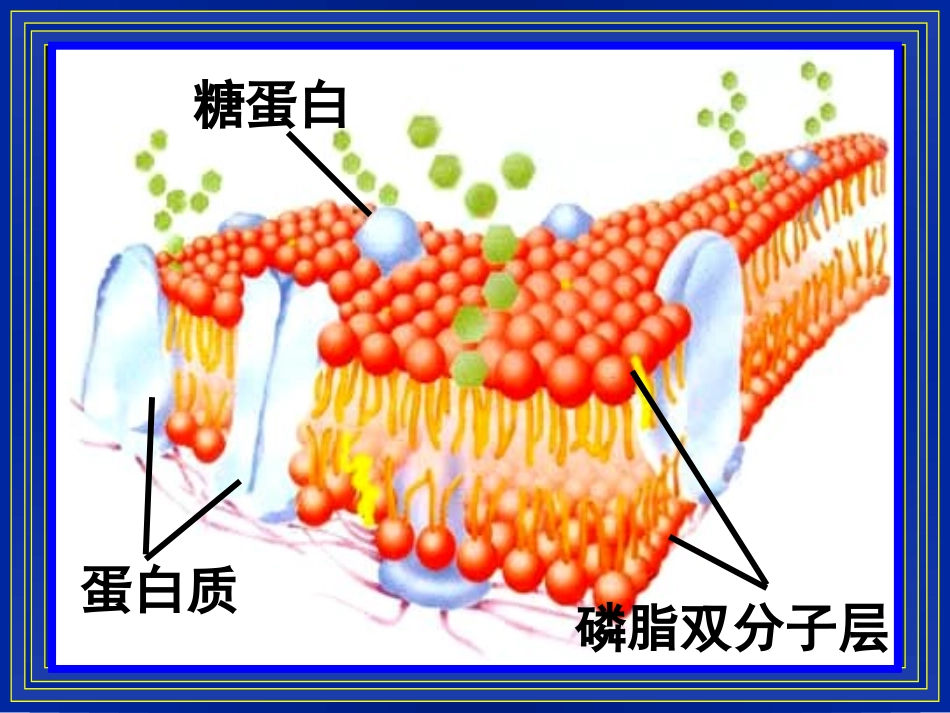4.3-物质跨膜运输的方式_第1页