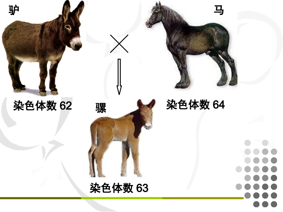 7.3隔离与物种的形成、共同进化_第2页
