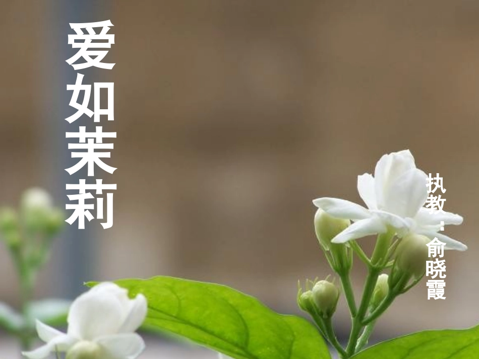 爱如茉莉演示文稿_第1页