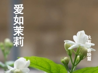 爱如茉莉演示文稿