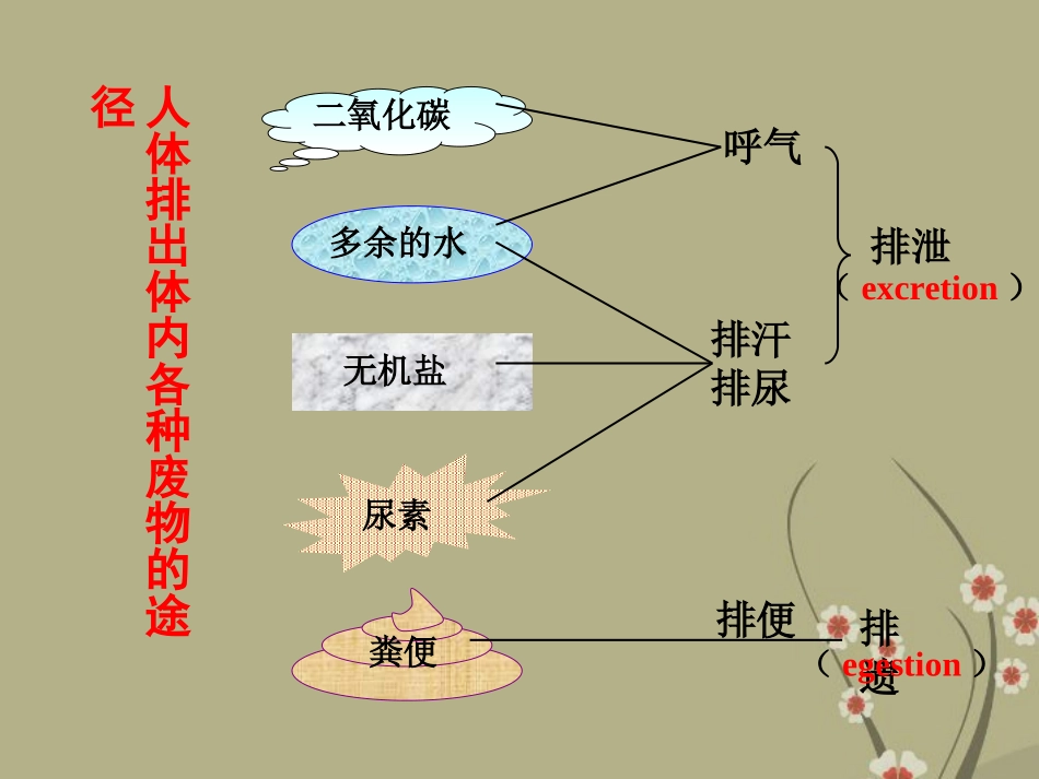 广东省阳东广雅中学2012-2013学年八年级生物下册《尿的形成和排出》课件-新人教版_第3页